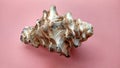 Sea Ã¢â¬â¹Ã¢â¬â¹animal shells like as maolluca and other, this is anature concept